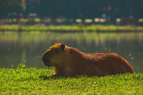 Exploring the Fascinating World of Capybara Plush: A Comprehensive Guide