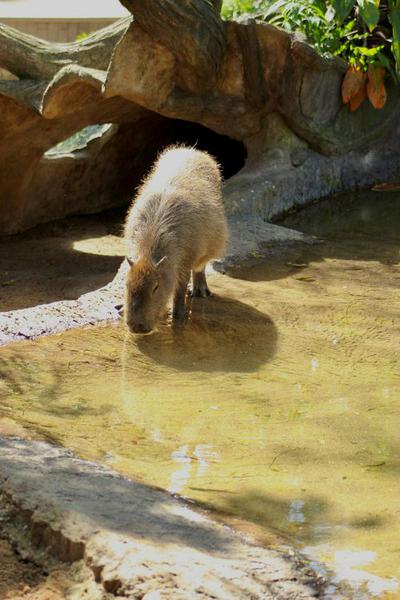 Exploring the World of Capybara Plush: A Delightful Companion