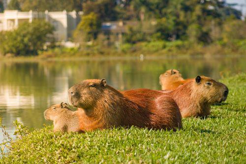 Exploring the World of Capybara Plush Toys