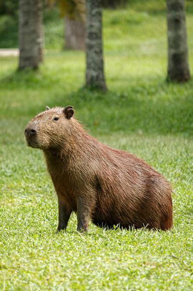 Capybara Backpack - CapyShopp