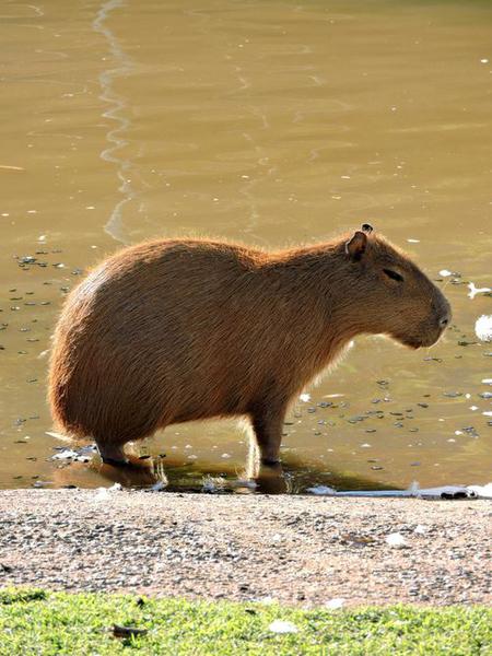 Capybara Backpack - CapyShopp