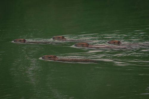 Capybara Backpack - CapyShopp