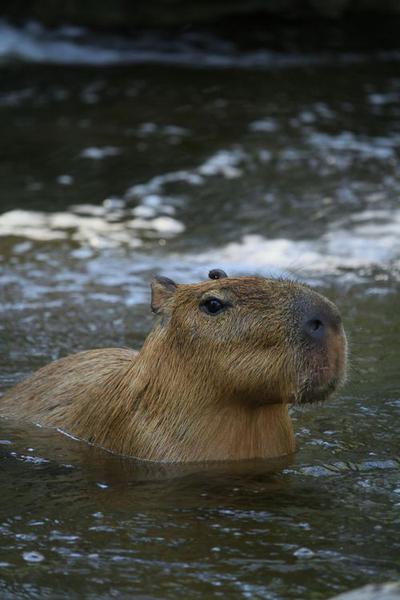 Capybara Plush Doll: A Comprehensive Guide