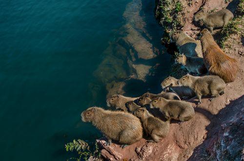 Exploring the Charm of Capybara Stuffed Animals: A Comprehensive Guide