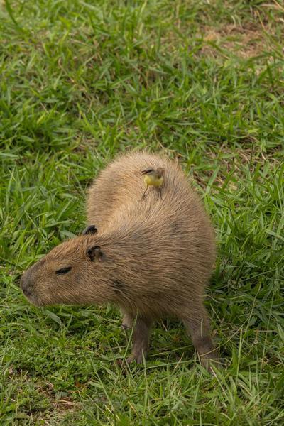 Exploring the Charming World of Capybara Plush