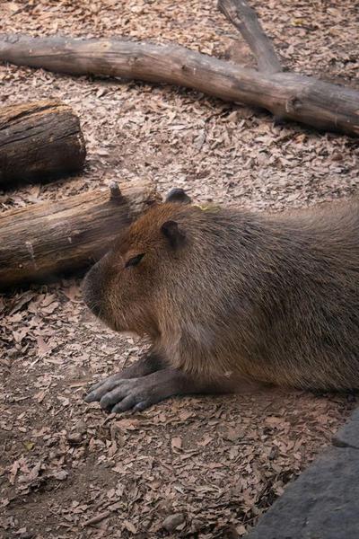 Exploring the Fascinating World of Capybara Plush Toys
