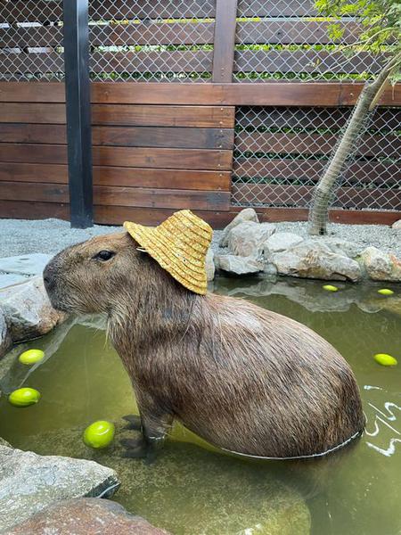 Capybara Backpack - CapyShopp