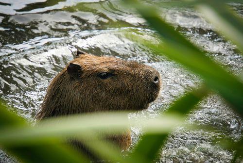 Capybara Backpack