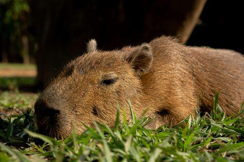 Capybara Backpack - CapyShopp