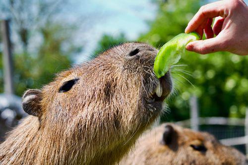 Capybara Backpack - CapyShopp