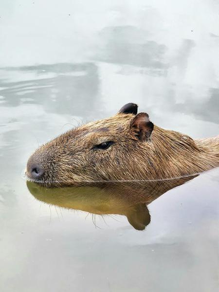 Capybara Backpack