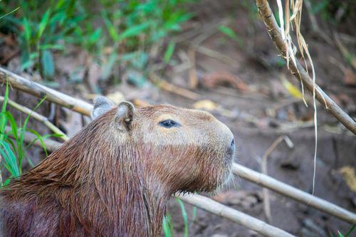 Capybara Backpack