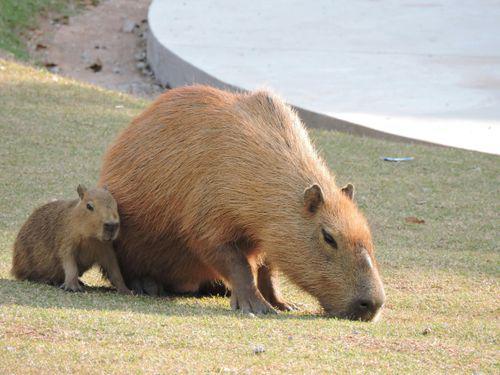 Capybara Backpack