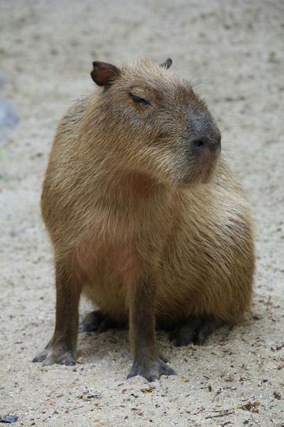 Capybara Backpack