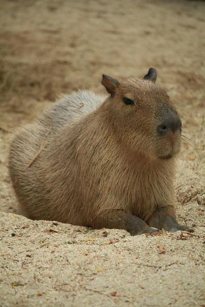 Capybara Backpack
