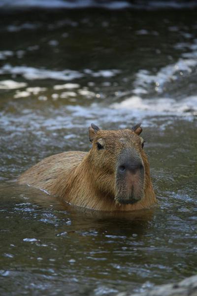 Capybara Backpack