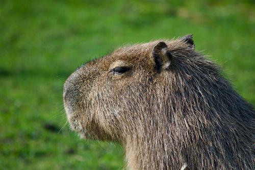Capybara Backpack - CapyShopp
