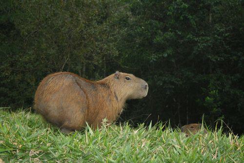 Capybara Backpack - CapyShopp